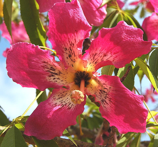 Blooms in the adjacent plaza -