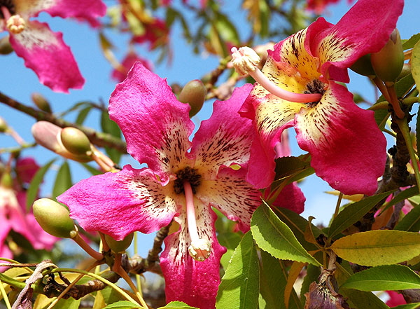 Blooms in the adjacent plaza -