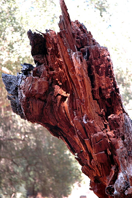 Damaged trees - Franklin Canyon Park, Beverly Hills 