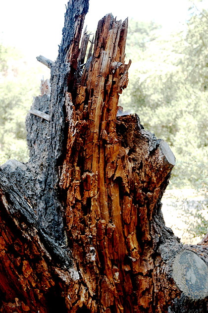 Damaged trees - Franklin Canyon Park, Beverly Hills 