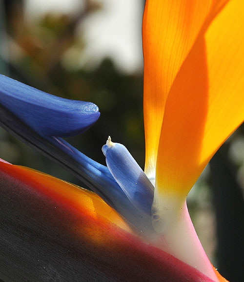 Strelitzia reginae - the Official Flower of the City of Los Angeles