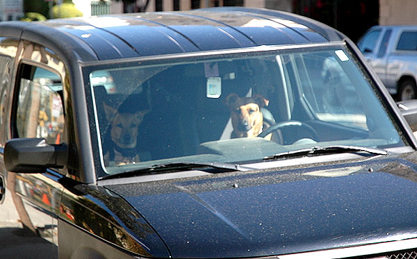 Dogs in car in Hollywood