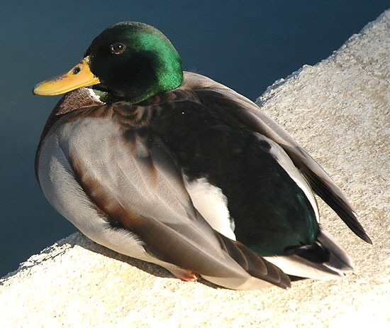 The male mallard - one of the most beautiful of ducks, and doesn't get any respect because it's so common