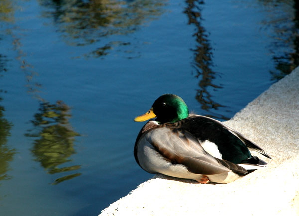 The male mallard - one of the most beautiful of ducks, and doesn't get any respect because it's so common