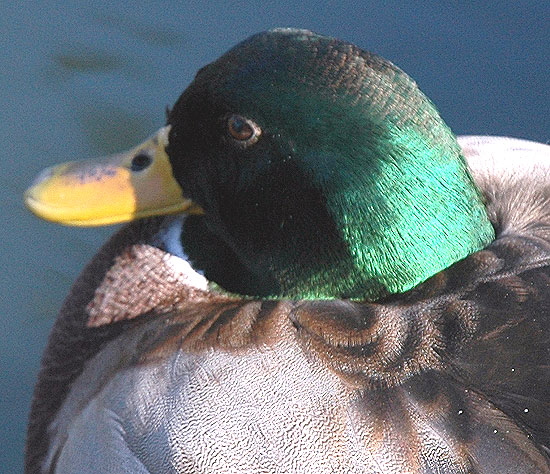 The male mallard - one of the most beautiful of ducks, and doesn't get any respect because it's so common