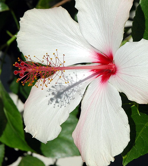 Hibiscus 