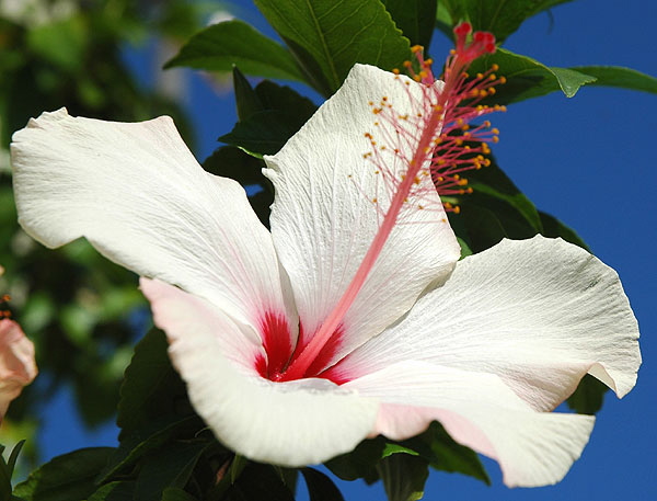 Hibiscus 