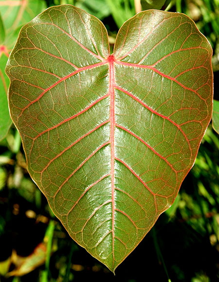 A Rorschach Test here  Butterfly?  Heart?  Or what?