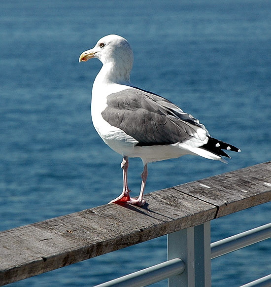 Gull - Manhattan Beach Pier