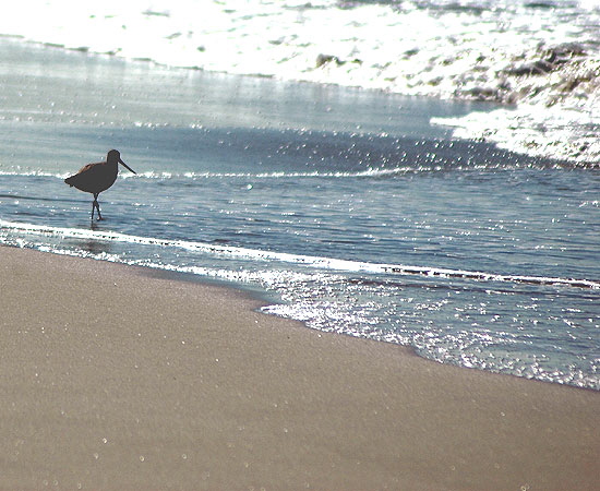 Shorebird - Manhattan Beach....