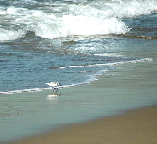 Shorebird - Manhattan Beach....