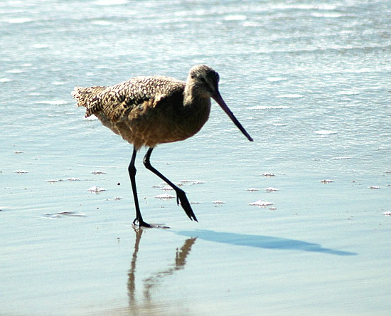 A Marbled Godwit - Manhattan Beach