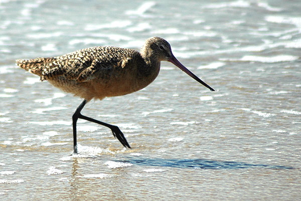 A Marbled Godwit - Manhattan Beach