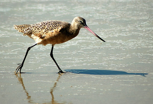 A Marbled Godwit - Manhattan Beach