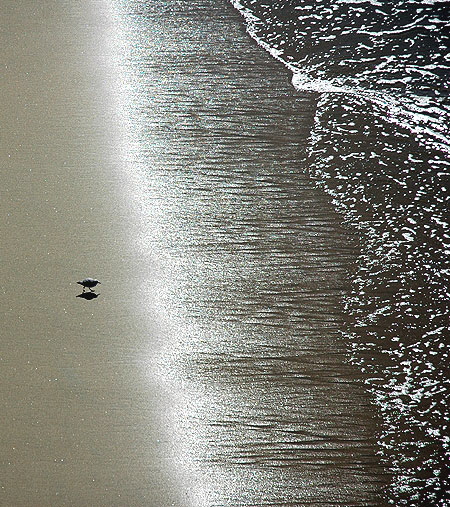 Shorebird - Manhattan Beach
