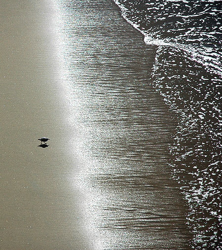 Shorebird - Manhattan Beach....