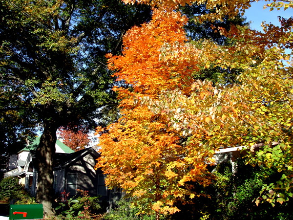 Georgia maple trees...