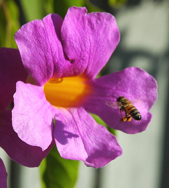 A bee at work, mid-morning, Saturday, November 18, the northwest corner of Selma and Courtney, Hollywood