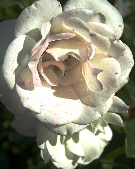 Spotted Blush Rose