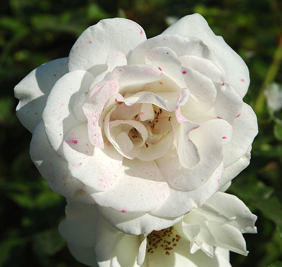 Spotted Blush Rose