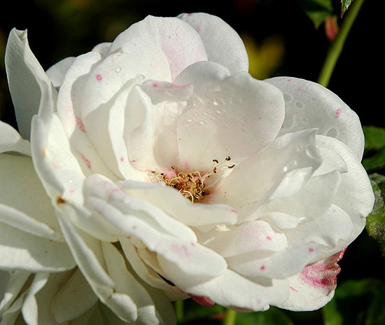 Spotted Blush Rose