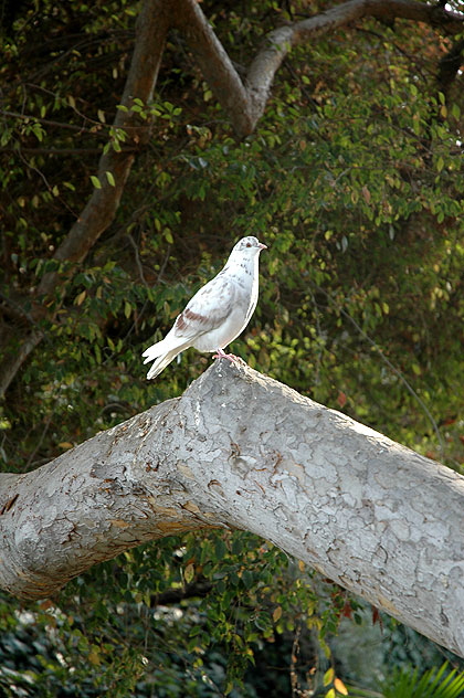 Serene Bird - The Self-Realization Fellowship Lake Shrine, 17190 Sunset Boulevard, Pacific Palisades, California -
