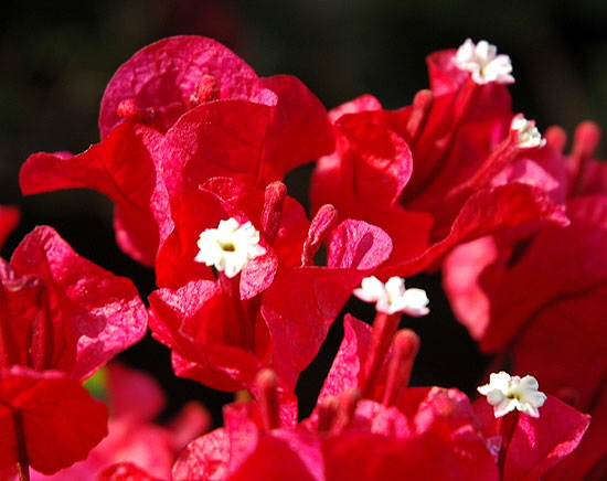 Bougainvillea in bloom