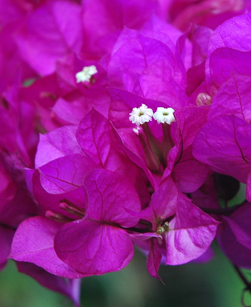 Bougainvillea in bloom