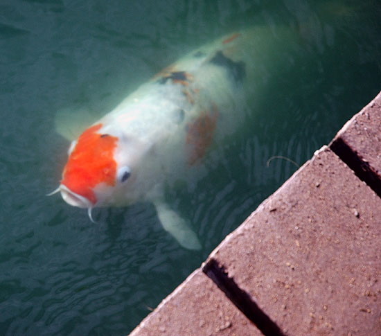 Koi at the Self-Realization Fellowship Lake Shrine