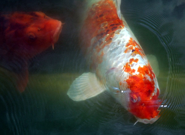 Koi at the Self-Realization Fellowship Lake Shrine