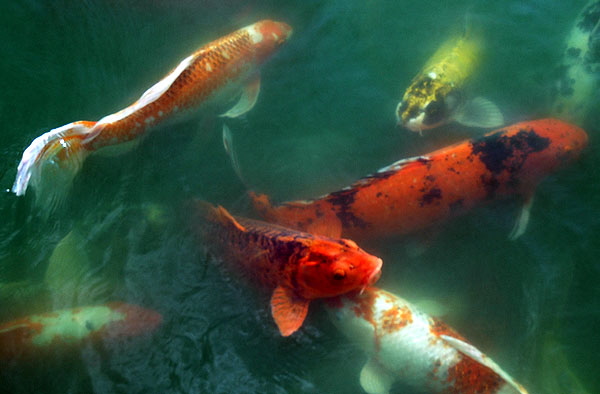 Koi at the Self-Realization Fellowship Lake Shrine