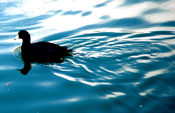 Serene Duck - The Self-Realization Fellowship Lake Shrine, 17190 Sunset Boulevard, Pacific Palisades, California -