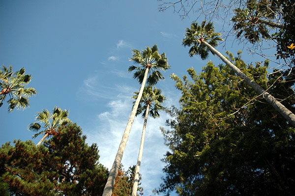 At the Self-Realization Fellowship Lake Shrine