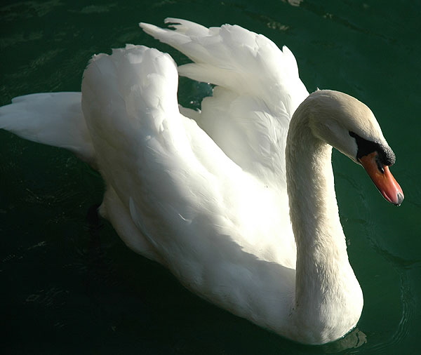 Cygnus olor (mute swan)