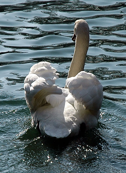 Cygnus olor (mute swan)