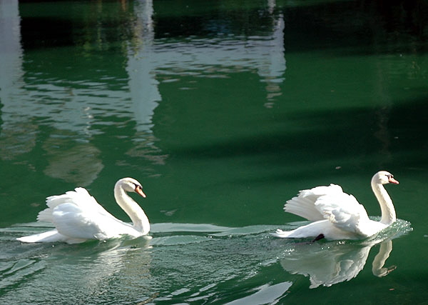 Cygnus olor (mute swan)