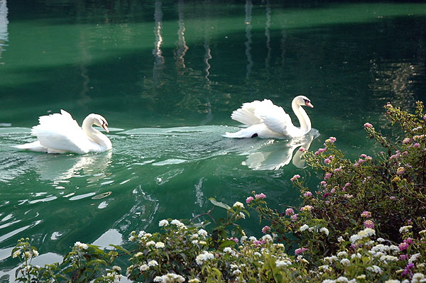 Cygnus olor (mute swan)