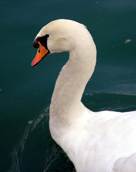 Cygnus olor (mute swan)