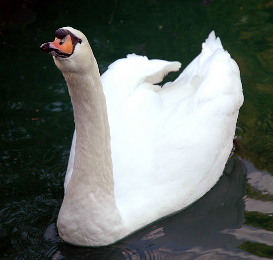 Cygnus olor (mute swan)