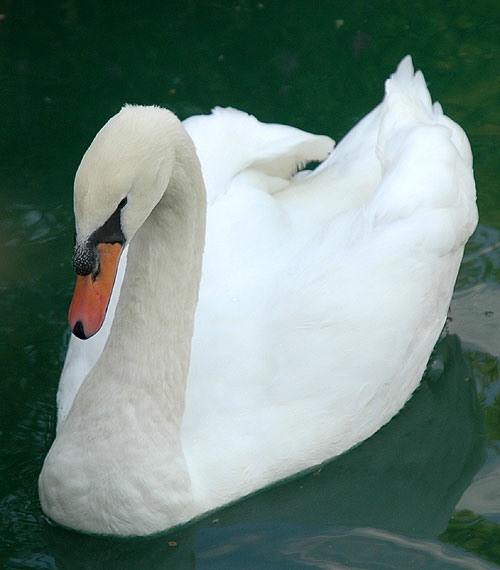 Cygnus olor (mute swan)