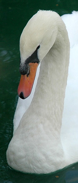 Cygnus olor (mute swan)