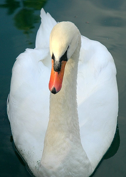 Cygnus olor (mute swan)