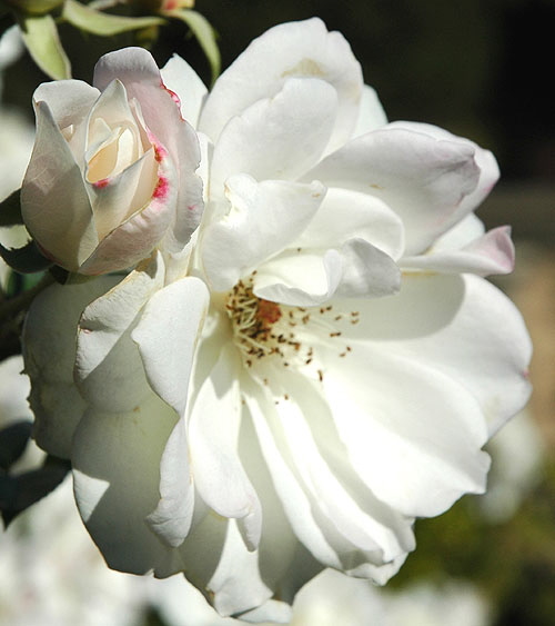 White rose, in the upper garden of Greystone Mansion, Beverly Hills.