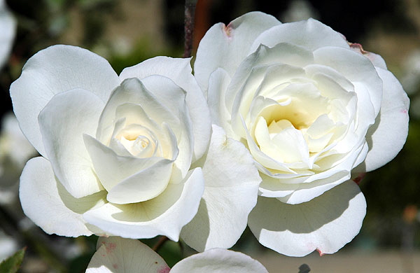 White rose, in the upper garden of Greystone Mansion, Beverly Hills.