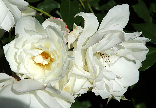 White rose, in the upper garden of Greystone Mansion, Beverly Hills.