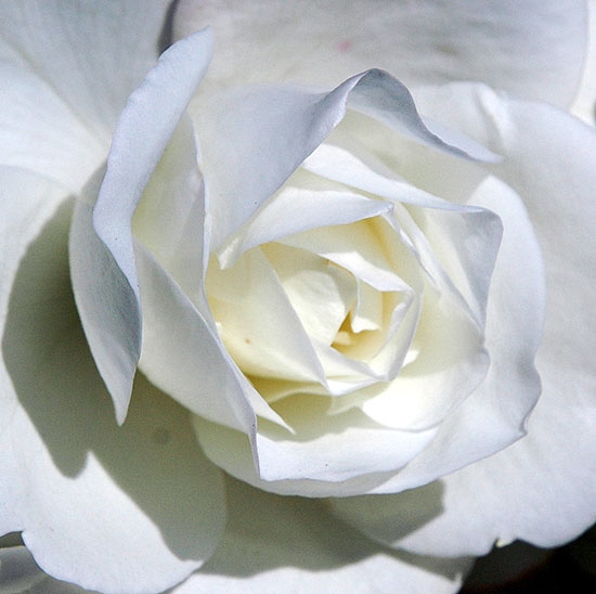 White rose, in the upper garden of Greystone Mansion, Beverly Hills.