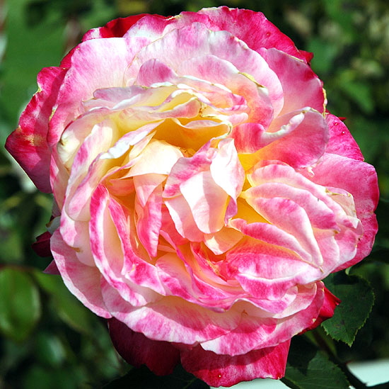 Rose, extreme close-up