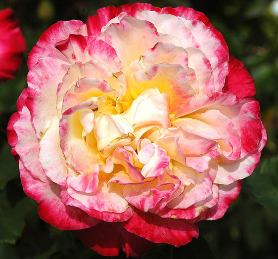 Rose, extreme close-up