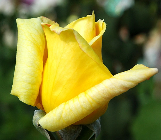 Rose, extreme close-up