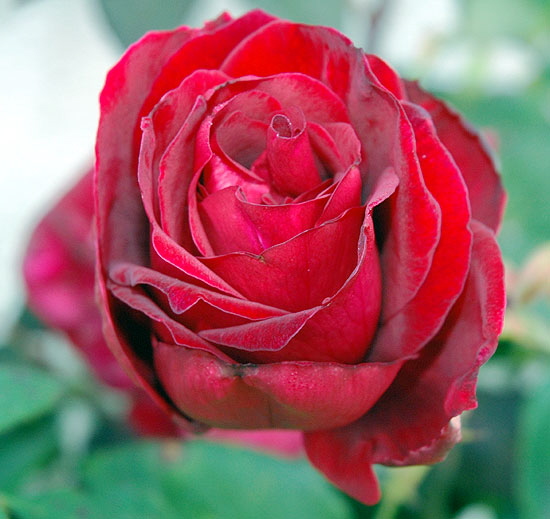 Rose, extreme close-up